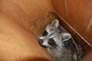 Racoon in Chimney - Montgomery County PA - Wells & Sons