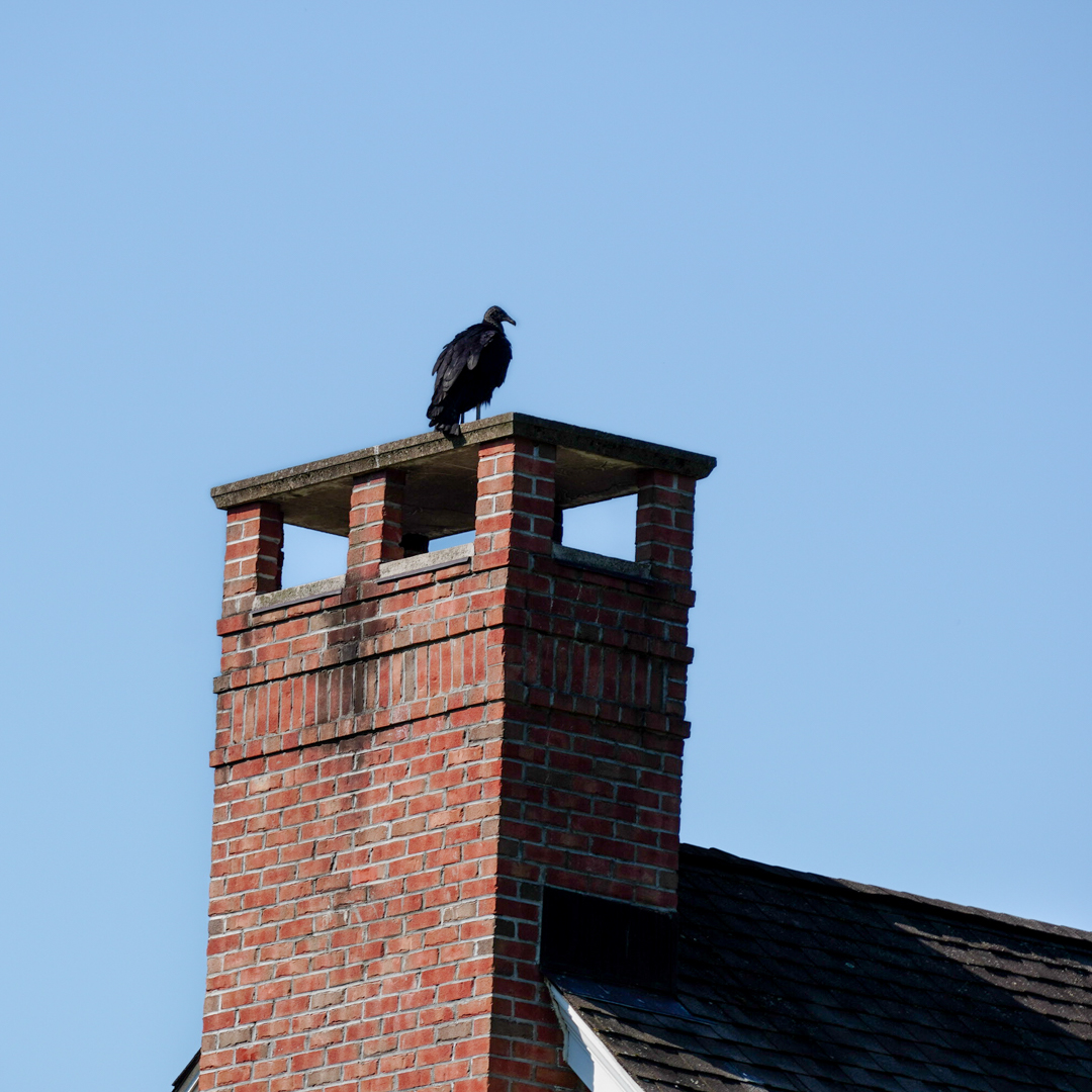 Prevent animals from entering your chimney in Emmaus & King of Prussia PA